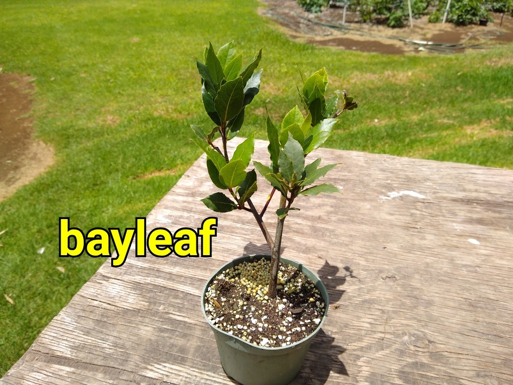 Bayleaf
