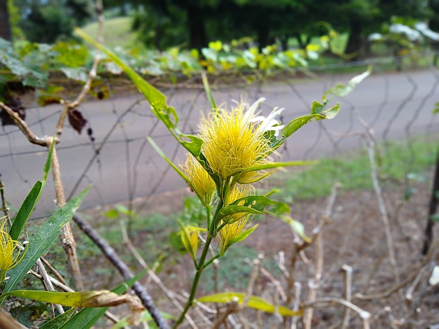 Schauera (Lemon Puff)