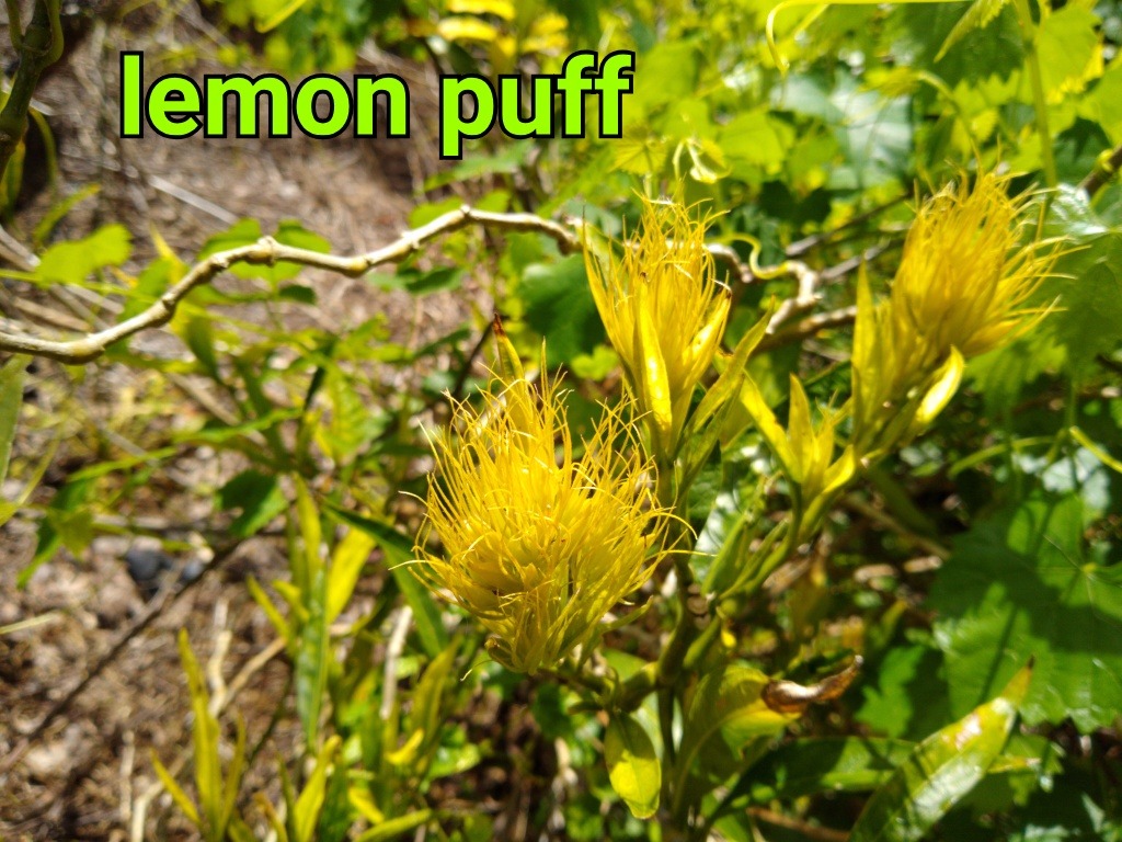 Schauera (Lemon Puff)