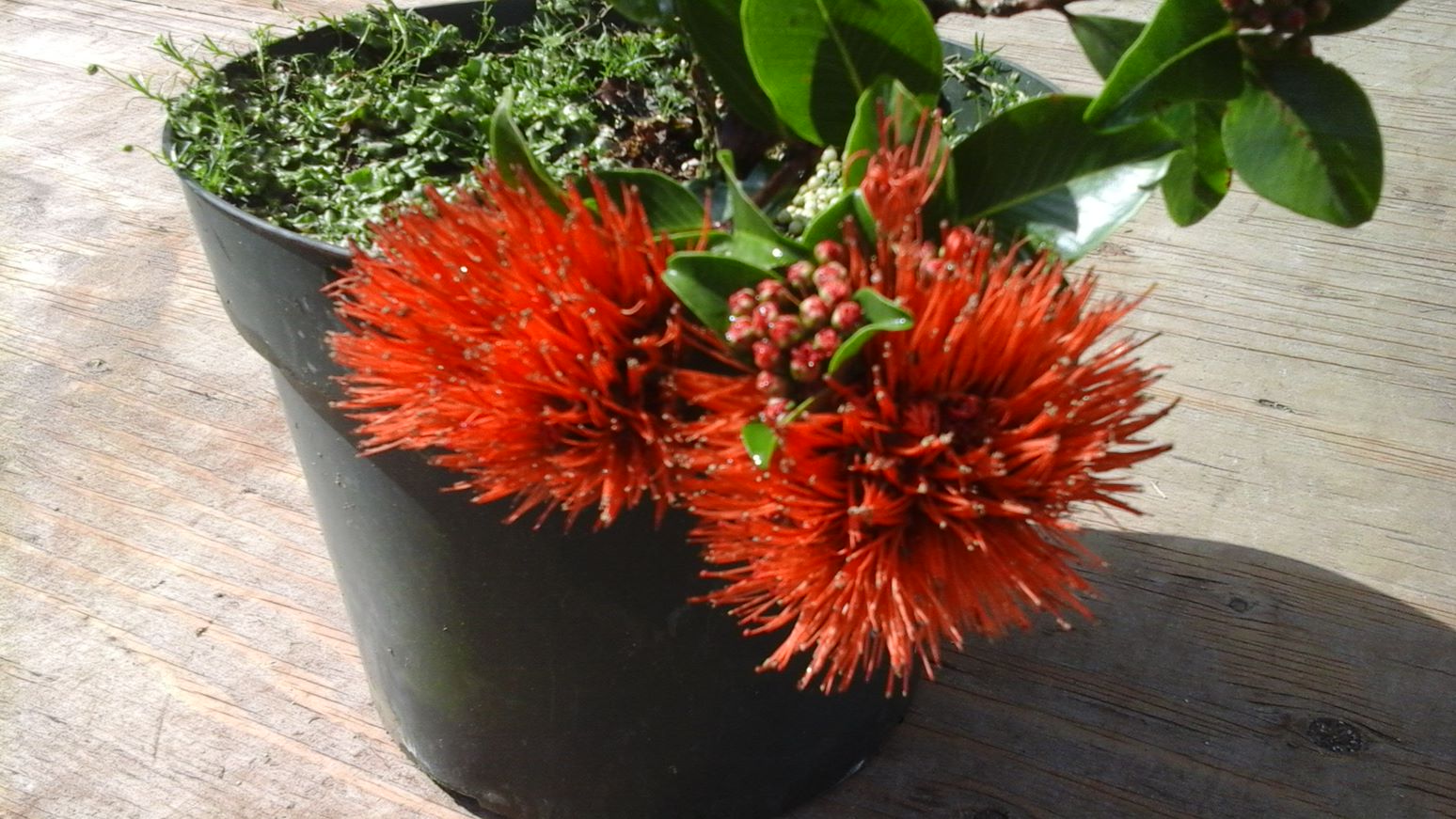 Exotic Chinese Coral