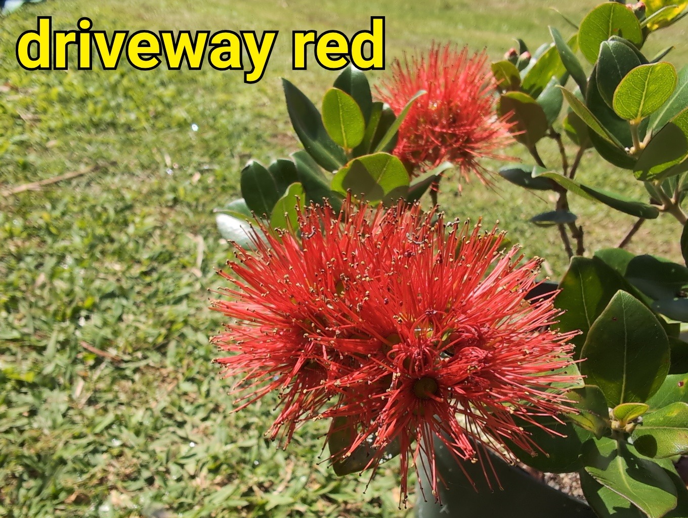 Driveway Red